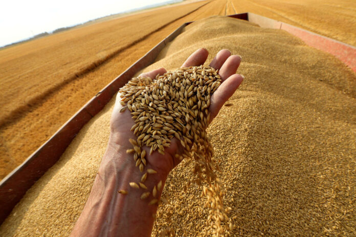مع ارتفاع القمح عالمياً… هل سيرتفع سعر الخبز في الجزائر؟